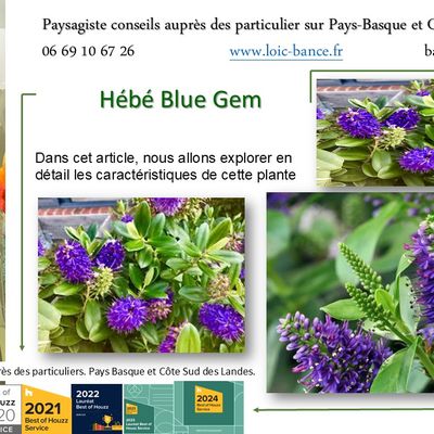 Hébé Blue Gem par Paysagiste Pays Basque et Paysagiste Landes