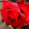 Les fleurs du dimanche et Fête des Pères 2024