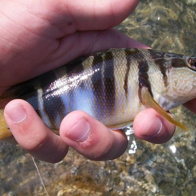 Séjour en Corse !!!!!!!!!!!!!(louen)