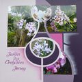 Orchidées de Jersey
