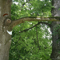 Arbre humanisé