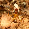 Camponotus pilicornis