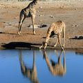 Ailleurs - Namibie #1