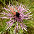 Zygaena loti