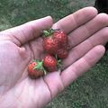 Nos first fraises !