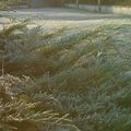 Pampilles aux jardins...