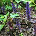 Les jolies fleurs bleues de cet Ajuga nourrissent les butineurs