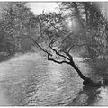 Paysage fluvial avec arbre.