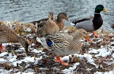 SALE TEMPS POUR LES CANARDS !!