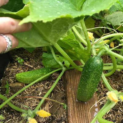 Que faire au jardin ?
