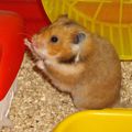 BIANCA Race:Hamster Doré angoraOrigine: