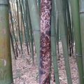 la bambouseraie