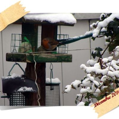 Rouge-gorge dans mon jardin