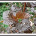 Physocarpus opulifolius "Diabolo"