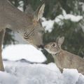 Vous souvenez - vous de l'histoire de Bambi et du