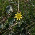 Ranunculus ficaria