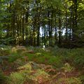 des fougeres en foret de "fougeres"