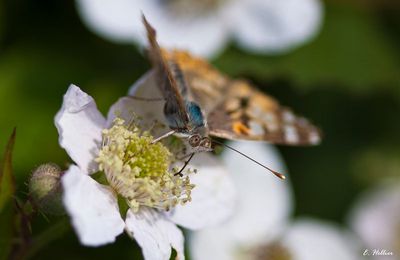 Petit intermède nature...