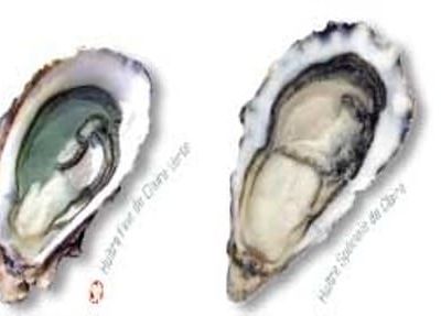 L'huître de Marennes-Oléron. L'hostréiculture. En 1850.