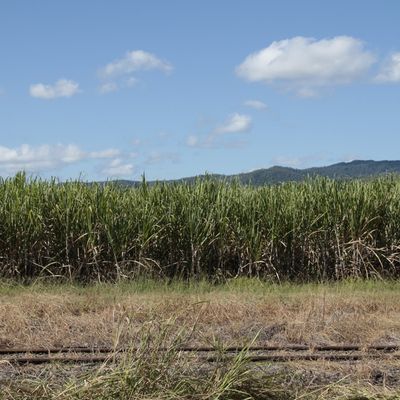 Balade dans la rainforest - Daintree & Atherton tablelands