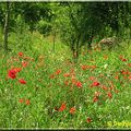 Gentils coquelicots