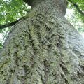 Grimper dans les vieux arbres