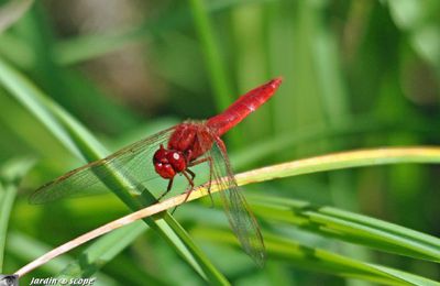 Nos voisins anglais l'appellent Scarlet dragonfly