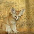 Le Fennec