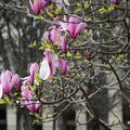 Les magnolias du jardin du Palais Royal