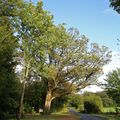 LE CHÊNE DE DAMVILLERS, 55150, nouvelle visite et donc autres clichés de ce bel arbre Meusien... Visite du 05 octobre 2021.