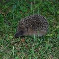 Un habitant du jardin !