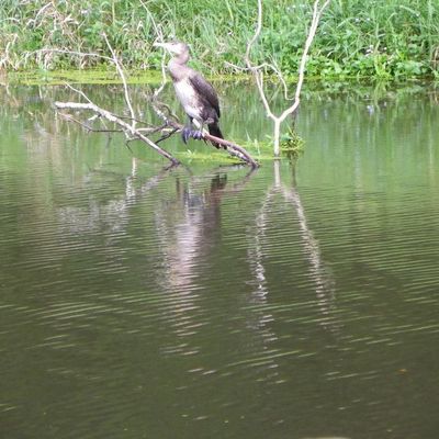 glomel - gouarec - glomel