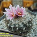 Turbinicarpus laui sp. Terpozan