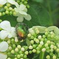 La cétoine, bijou du jardin.