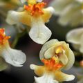 Oncidium Twinkle white