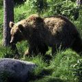 L'ours Balou révèle : "dès que j'aurai 5mn, je lirai le Petit livre vert 2008 "