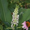 Eucomis bicolor