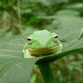 Grenouille arboricole de Taipei (rhacophorus taipeianus)