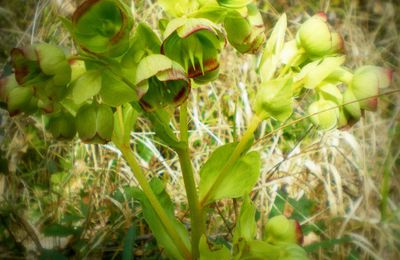 Le printemps des collines