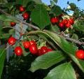 Clafoutis aux cerises