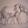 N° 19 -  "Un éléphant"