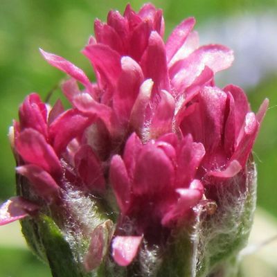 Pied de chat dioïque