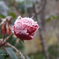 Les dernières roses du jardin, "à la manière