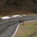 La visite quotidienne de chamois