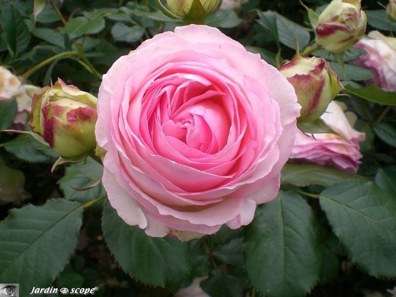 Rosier Pierre de Ronsard