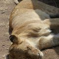 Lions 3 - Afrique de l'Est
