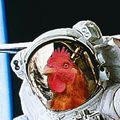 les poulets de l'espace