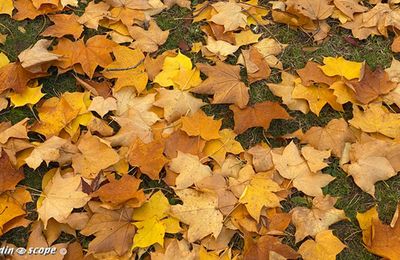 Pourquoi et comment recycler les feuilles mortes ?