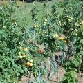 Tomates séchées