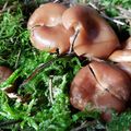 Rhizocybe vermicularis et Clitocybe rhizophora sensu Josserand